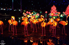 Chinese Lantern Festival