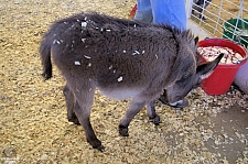 Chicldren's Health Barnyard