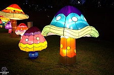 Chinese Lantern Festival