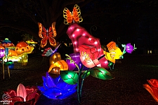 Chinese Lantern Festival