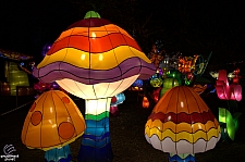 Chinese Lantern Festival