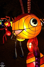 Chinese Lantern Festival