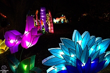 Chinese Lantern Festival