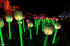 Chinese Lantern Festival