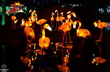 Chinese Lantern Festival