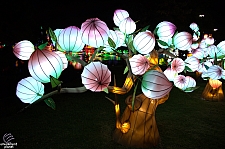 Chinese Lantern Festival