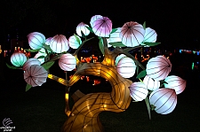 Chinese Lantern Festival