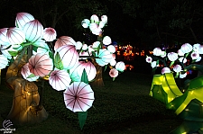 Chinese Lantern Festival