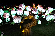 Chinese Lantern Festival