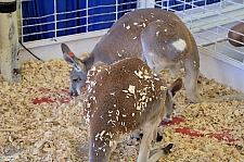 Chicldren's Health Barnyard