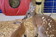 Chicldren's Health Barnyard