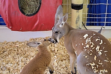 Chicldren's Health Barnyard