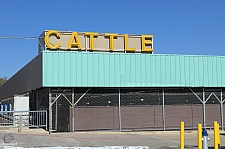 Cattle Pavilion