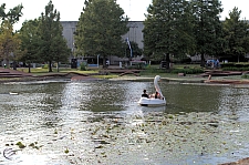 Swan Boats