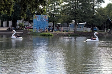 Swan Boats