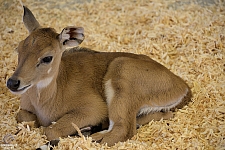 Chicldren's Health Barnyard