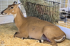 Chicldren's Health Barnyard