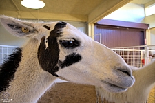 Chicldren's Health Barnyard