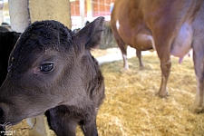 Chicldren's Health Barnyard