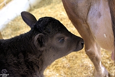 Chicldren's Health Barnyard