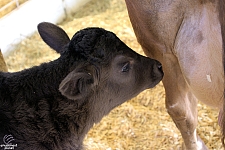 Chicldren's Health Barnyard