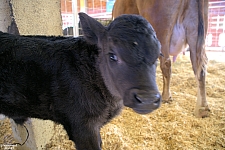 Chicldren's Health Barnyard