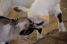 Chicldren's Health Barnyard