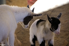 Chicldren's Health Barnyard