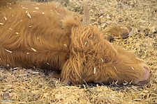 Chicldren's Health Barnyard