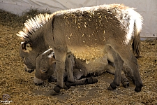 Chicldren's Health Barnyard