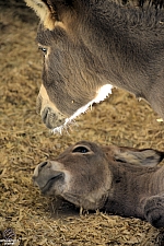 Chicldren's Health Barnyard