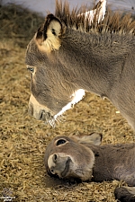 Chicldren's Health Barnyard