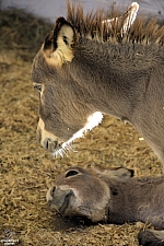 Chicldren's Health Barnyard