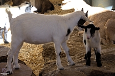 Chicldren's Health Barnyard