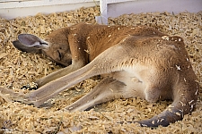 Chicldren's Health Barnyard