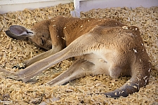 Chicldren's Health Barnyard