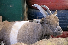 Chicldren's Health Barnyard