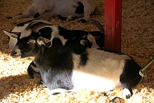 Chicldren's Health Barnyard