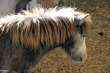 Chicldren's Health Barnyard