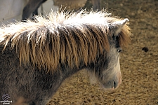 Chicldren's Health Barnyard