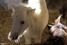 Chicldren's Health Barnyard