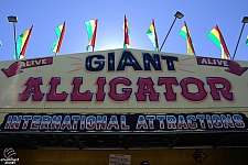 Giant Alligator