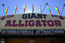 Giant Alligator