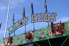 Lady Bugs
