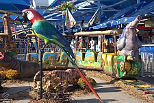 Safari Train