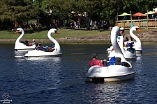 Swan Boats