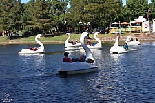 Swan Boats