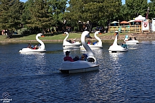 Swan Boats