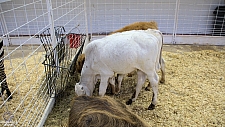 Children’s Health Barnyard