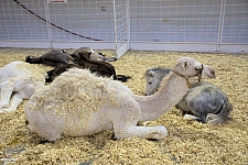 Children’s Health Barnyard